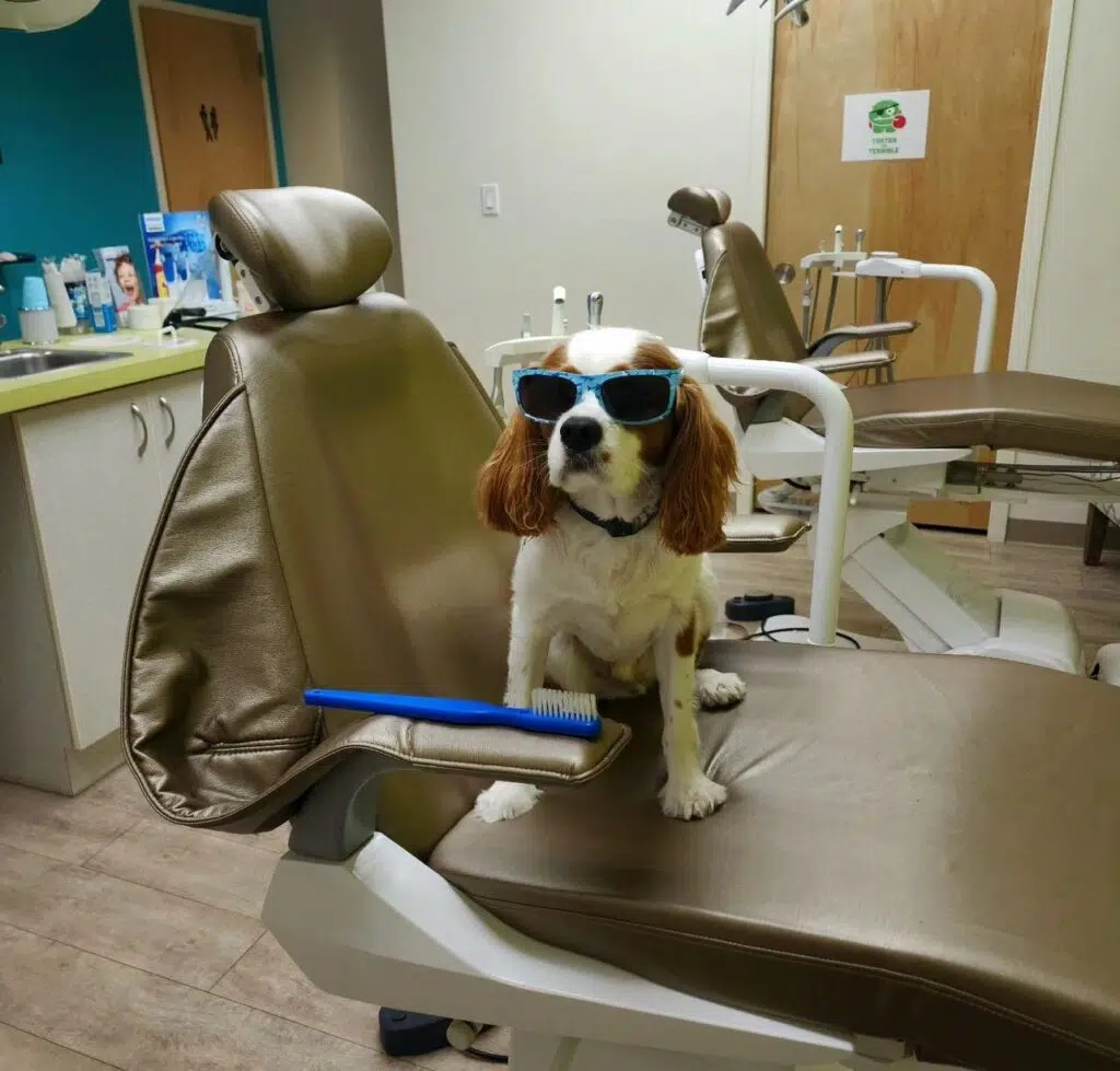 our dog sesame in our new york pediatric dentistry office